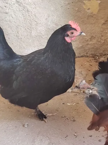 Galinha garnize comum pena no pé