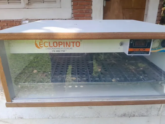 CHOCADEIRA ECLOPINTO AUTOMÁTICA ATÉ 80 OVOS - Nova