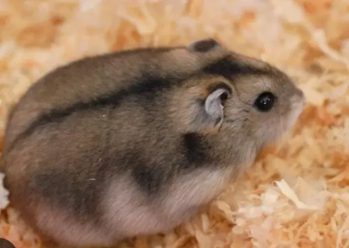 Hamster anão russo - roedor