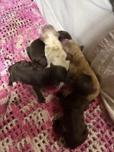 Lindos Filhotes de Cocker Spaniel  - Puros e Amorosos!