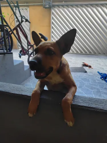 Doação de filhote misturado com Pitbull