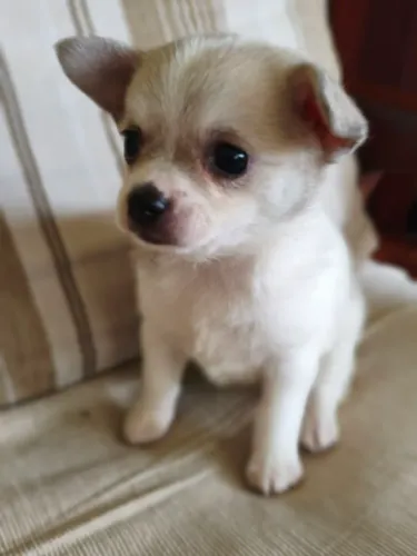 Linda princesinha Chihuahua fêmea disponível!