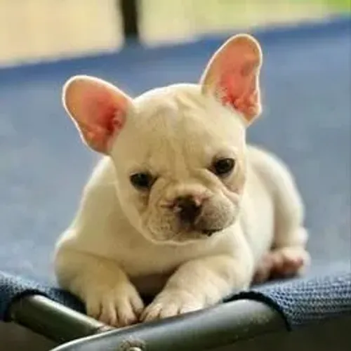 Bulldog Francês,Bulldog Francês Filhote Linda Linhagem Disponível