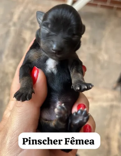 FILHOTES DE PINSCHER Nº 0 - MACHO E FÊMEAS