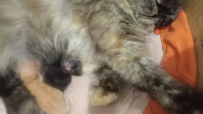 Filhotes de persa disponível!