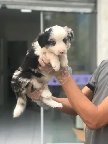 Border Collie com Parcelamento no Cartão e Atendimento em Loja Física