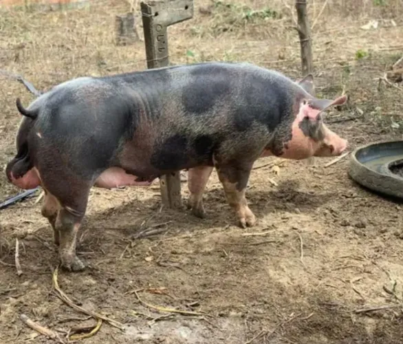 Vende-se porco reprodutor 