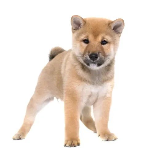 Shiba inu