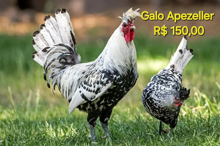 Aves Ornamentais de raça selecionada - Rancho Eldorado