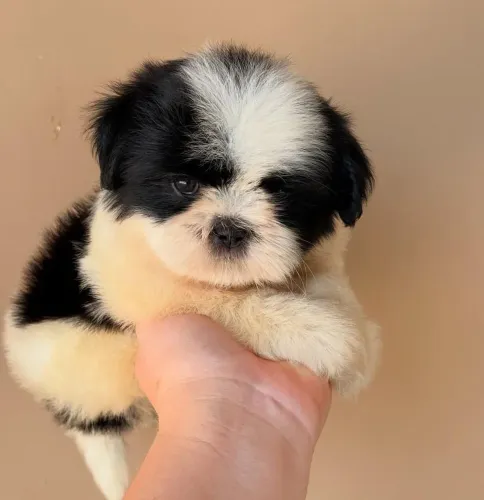 Filhote shih Tzu, Fofura que merece um lugar no seu coração!