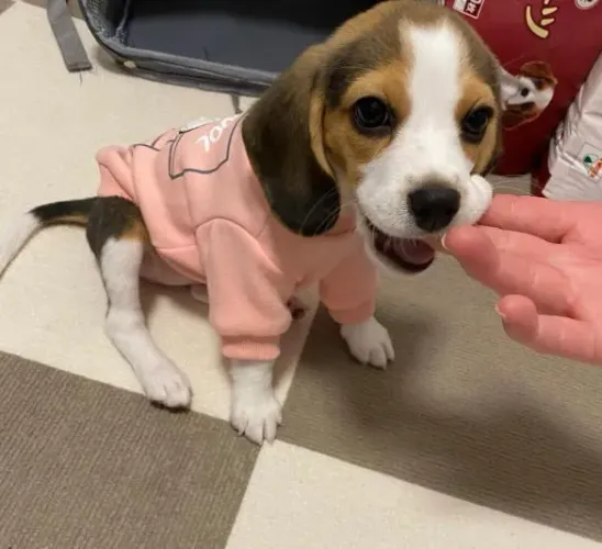 Filhote Beagle, Nada como um amigo peludo para te fazer sorrir todos os dias!