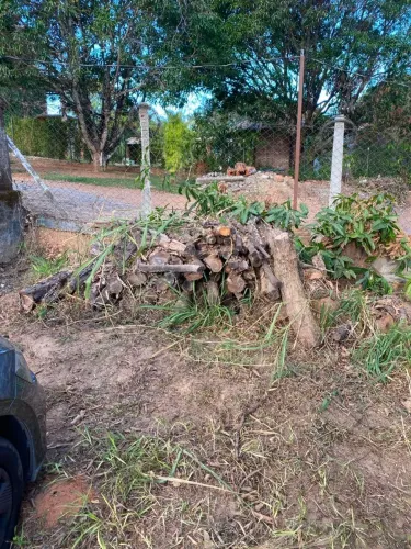Troncos de árvore, retirada no local!