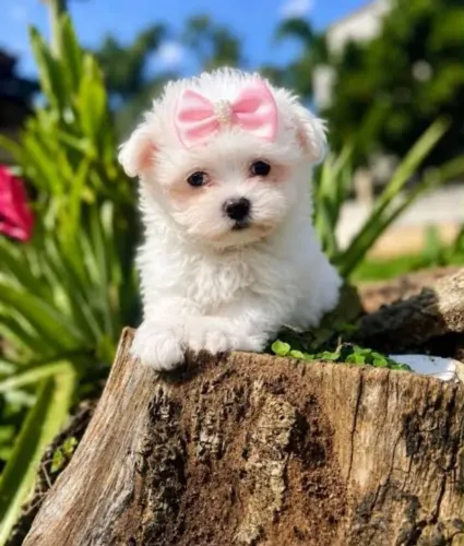 Maltês Fêmea Mini