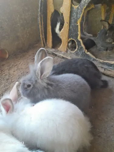 Coelhos machos
