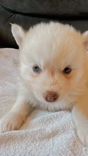 O mais lindo lobo na minha família