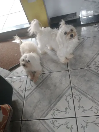 Alugar maltês macho pra namorar 