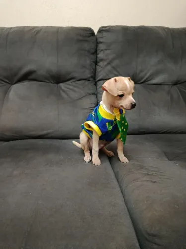 Pinscher Macho