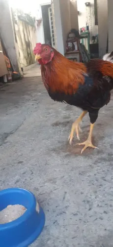 GALO