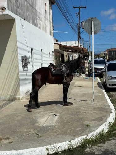 Cavalo mangalarga 