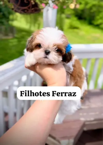 Shih tzu filhotes original
