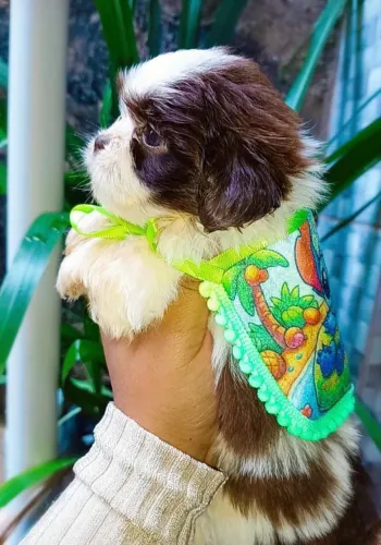 Shih Tzu lindos filhotes prontos para nova família