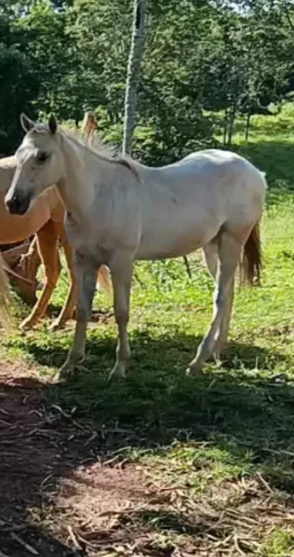 Potra Quarto de Milha