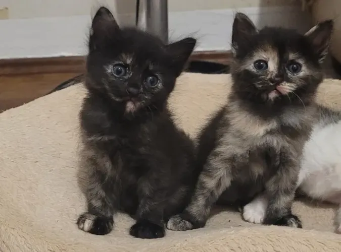 Lindos gatinhos de dois meses