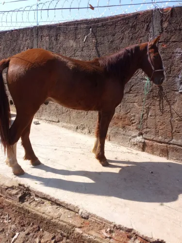 Cavalo marchador