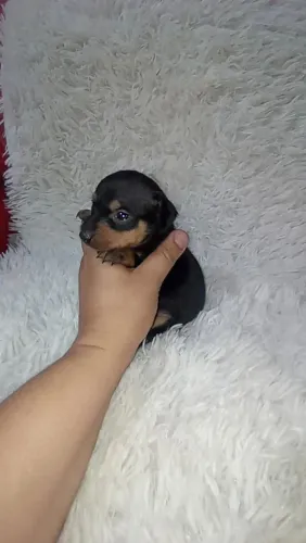 Pinscher zerinho macho ( perfeitinho)