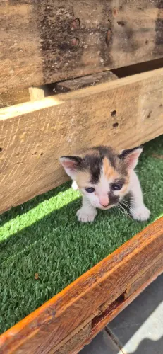 Doação filhotes de gatos