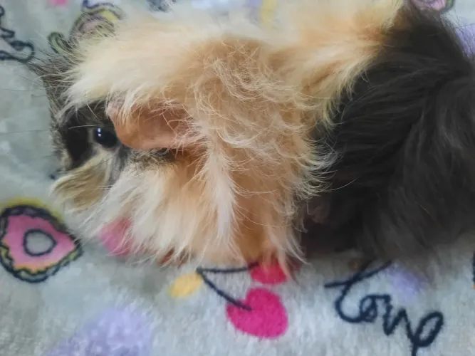 Porquinha da Índia raça Peruana 