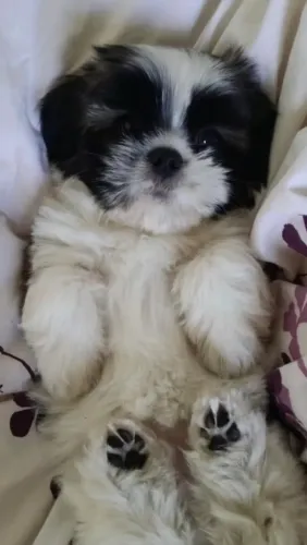 Mini shitzu 