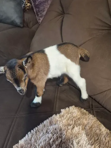 mini cabritinho