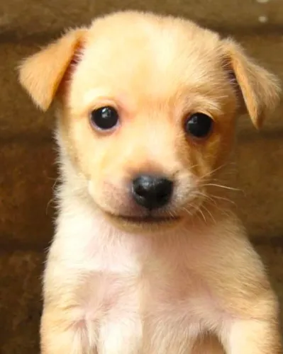 Cachorrinha port pequeno adoção respossavel