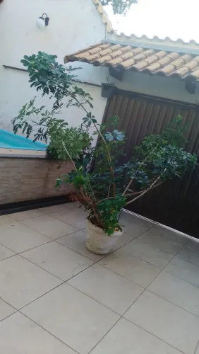 Desapego de planta
