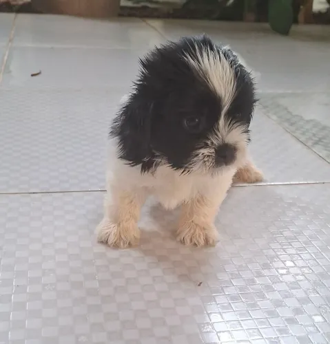 Cachorro