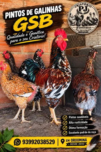 Pintos e ovos de GSB