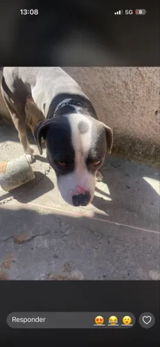 Doação Pitbull 
