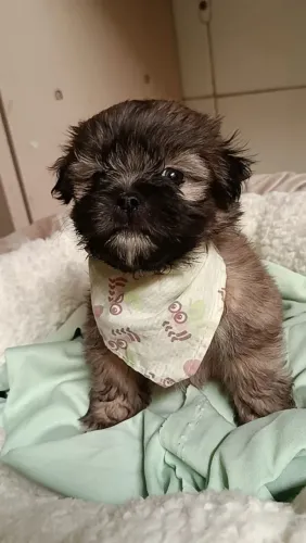  Filhote shih tzu, Os mais carinhosos da cidade estão disponíveis!