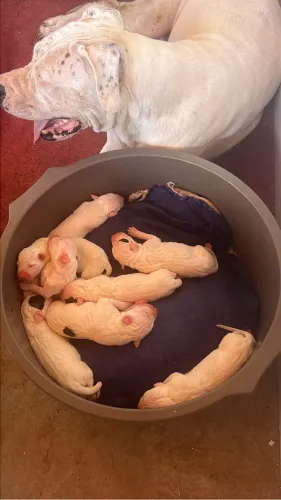 Filhote de dogo argentino 