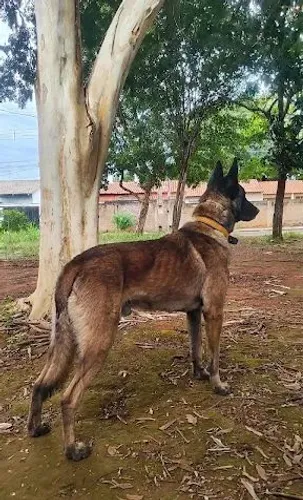 Disponível para Acasalamento - Pastor Belga Malinois (Macho)