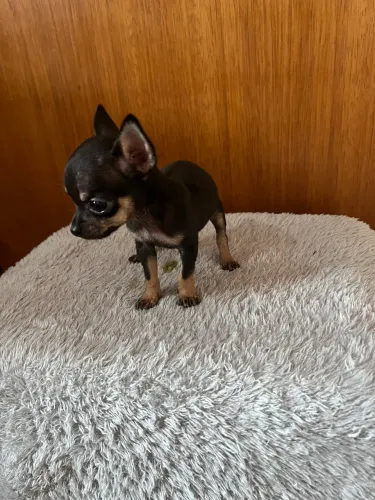 Pinscher zero machinho