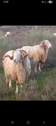 Carneiros/Ovelhas pra abater
