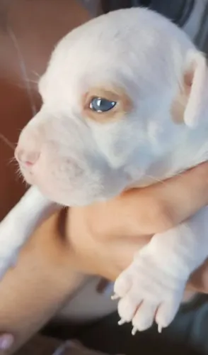 Vendo filhote de Pitbull