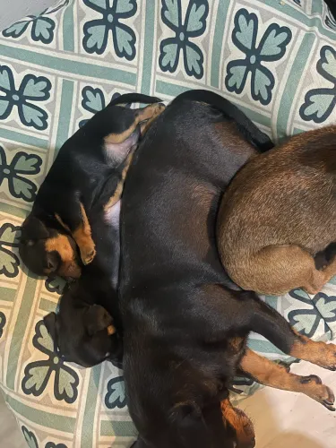 Filhotes de pinche 