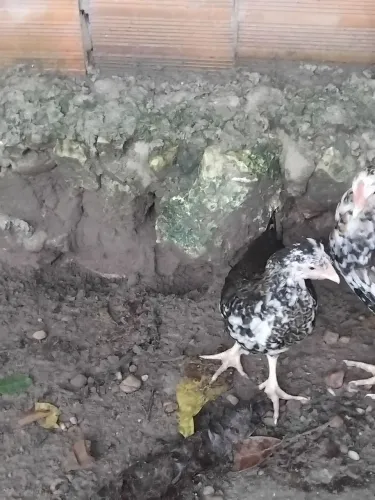 Franguinho de um mês