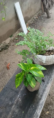 Plantas