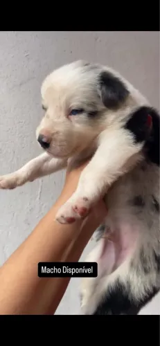 Border Collie - Blue Merle