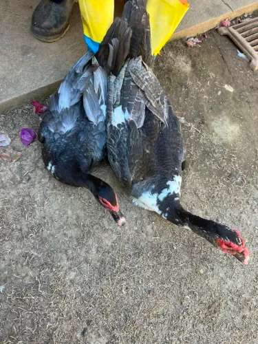 Patos - Casais