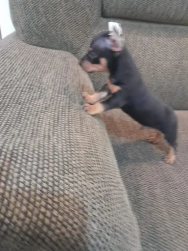 Pinscher Zero pais no essencial 